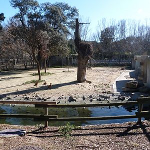Domestic reindeer exhibit -Zoo Aquarium de Madrid (2025)