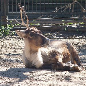 Domestic reindeer -Zoo Aquarium de Madrid (2025)