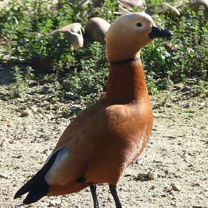 Ruddy shelduck -Zoo Aquarium de Madrid (2025)