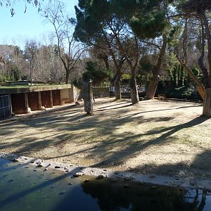European fallow deer exhibit -Zoo Aquarium de Madrid (2025)