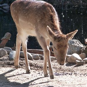 European fallow deer -Zoo Aquarium de Madrid (2025)