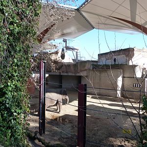 Sumatran elephant exhibit -Zoo Aquarium de Madrid (2025)