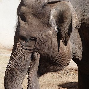 Sumatran elephant -Zoo Aquarium de Madrid (2025)