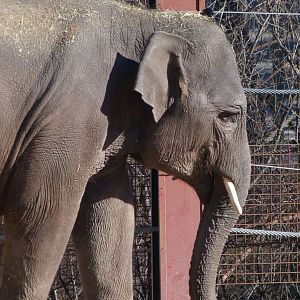 Sumatran elephant -Zoo Aquarium de Madrid (2025)