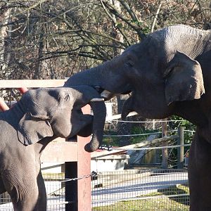Sumatran elephants -Zoo Aquarium de Madrid (2025)