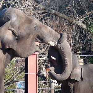 Sumatran elephants -Zoo Aquarium de Madrid (2025)