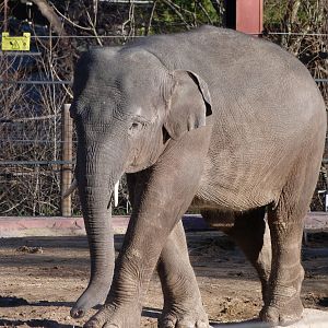Sumatran elephant -Zoo Aquarium de Madrid (2025)