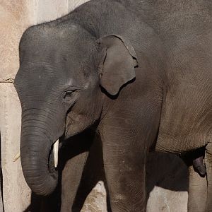 Sumatran elephant -Zoo Aquarium de Madrid (2025)