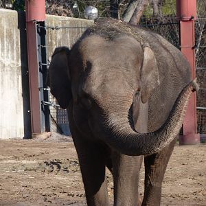 Sumatran elephant -Zoo Aquarium de Madrid (2025)