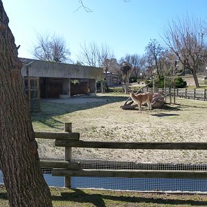Guanaco exhibit -Zoo Aquarium de Madrid (2025)