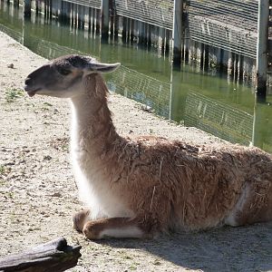 Guanaco -Zoo Aquarium de Madrid (2025)