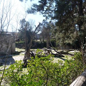 Asian black bear exhibit -Zoo Aquarium de Madrid (2025)