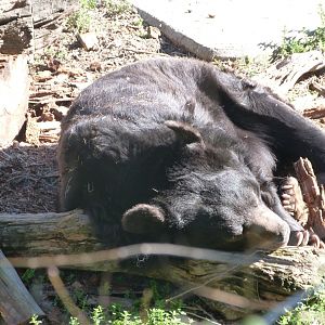 Asian black bear -Zoo Aquarium de Madrid (2025)