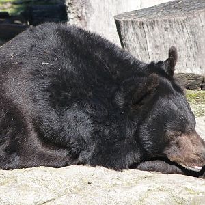 Asian black bear -Zoo Aquarium de Madrid (2025)