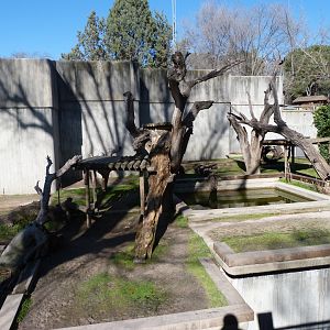 Malayan sun bear exhibit -Zoo Aquarium de Madrid (2025)