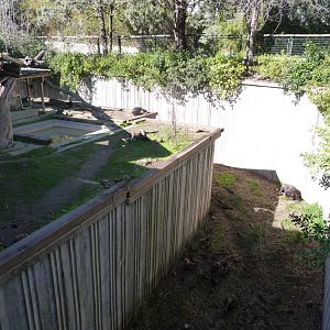 Malayan sun bear exhibit -Zoo Aquarium de Madrid (2025)
