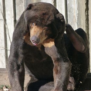 Malayan sun bear -Zoo Aquarium de Madrid (2025)
