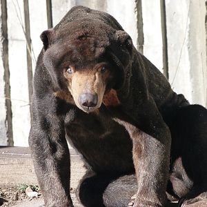 Malayan sun bear -Zoo Aquarium de Madrid (2025)