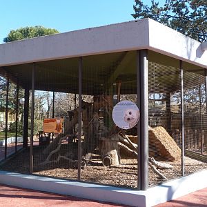 Western European barn owl exhibit -Zoo Aquarium de Madrid (2025)
