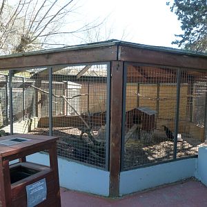 White-faced black Spanish chicken exhibit -Zoo Aquarium de Madrid (2025)