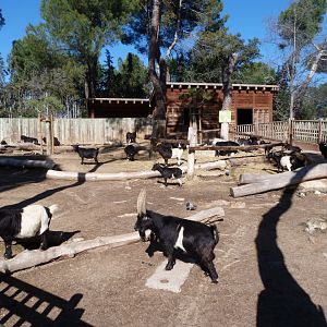 West African pygmy goat exhibit -Zoo Aquarium de Madrid (2025)