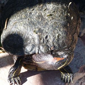 Red-eared slider -Zoo Aquarium de Madrid (2025)