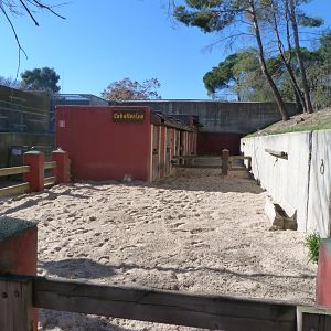 Shetland pony exhibit -Zoo Aquarium de Madrid (2025)