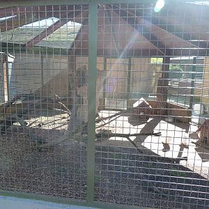 Jacobin pigeon exhibit -Zoo Aquarium de Madrid (2025)