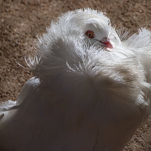 Jacobin pigeon -Zoo Aquarium de Madrid (2025)