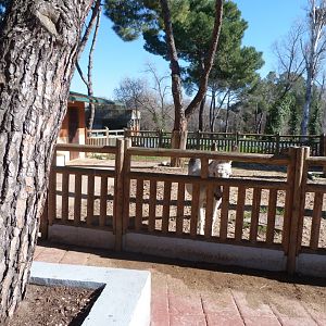 Domestic donkey exhibit -Zoo Aquarium de Madrid (2025)