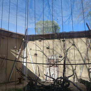 Lesser kestrel exhibit -Zoo Aquarium de Madrid (2025)