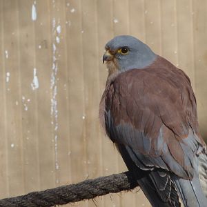 Lesser kestrel -Zoo Aquarium de Madrid (2025)