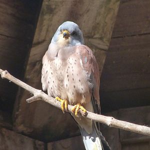Lesser kestrel -Zoo Aquarium de Madrid (2025)
