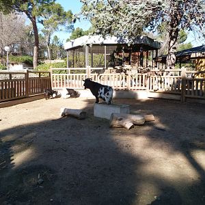 West African pygmy goat exhibit -Zoo Aquarium de Madrid (2025)