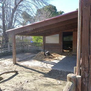 Domestic pig exhibit -Zoo Aquarium de Madrid (2025)