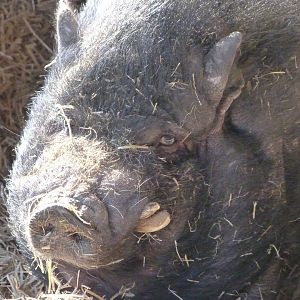 Domestic pig -Zoo Aquarium de Madrid (2025)
