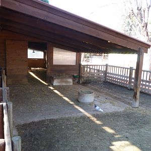 Badger-faced sheep exhibit -Zoo Aquarium de Madrid (2025)