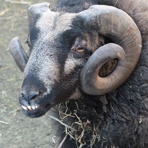 Badger-faced sheep -Zoo Aquarium de Madrid (2025)