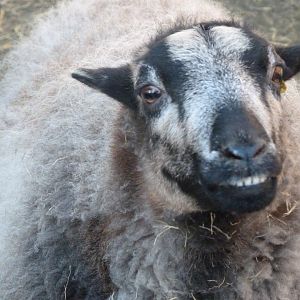 Badger-faced sheep -Zoo Aquarium de Madrid (2025)