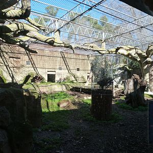 Southern ground hornbill exhibit -Zoo Aquarium de Madrid (2025)