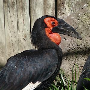 Southern ground hornbill -Zoo Aquarium de Madrid (2025)