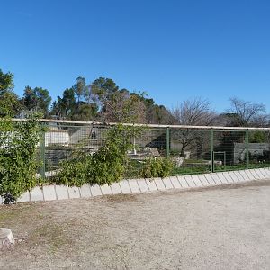 Amur tiger exhibit -Zoo Aquarium de Madrid (2025)