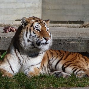 Amur tiger -Zoo Aquarium de Madrid (2025)