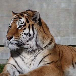 Amur tiger -Zoo Aquarium de Madrid (2025)