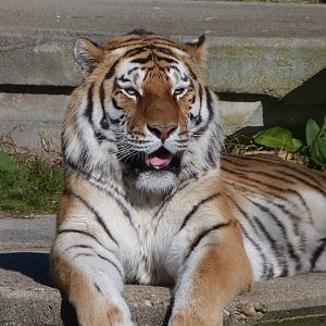 Amur tiger -Zoo Aquarium de Madrid (2025)