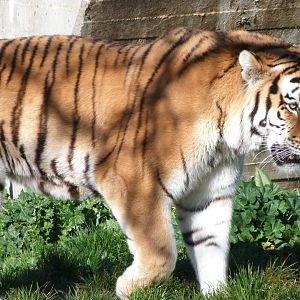Amur tiger -Zoo Aquarium de Madrid (2025)