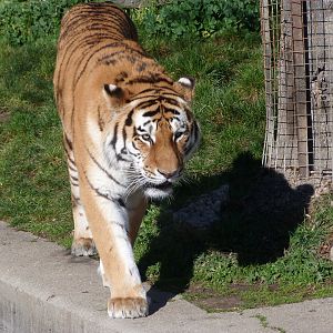 Amur tiger -Zoo Aquarium de Madrid (2025)
