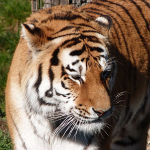 Amur tiger -Zoo Aquarium de Madrid (2025)