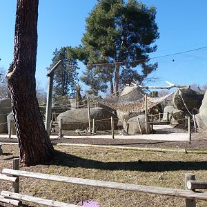 Black-and-white ruffed lemur, Ring-tailed lemur and Common brown lemur exhibit -Zoo Aquarium de Madrid (2025)