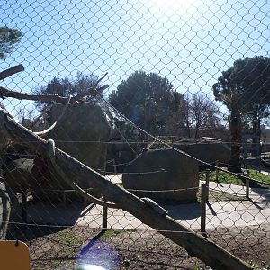 Black-and-white ruffed lemur, Ring-tailed lemur and Common brown lemur exhibit -Zoo Aquarium de Madrid (2025)